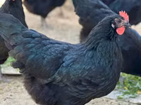 Australorp — fotografija 4