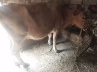 Cow, Cattle — photo 4