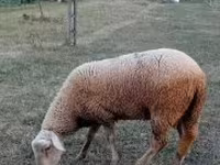Widder, Lacaune sheep — Foto 3
