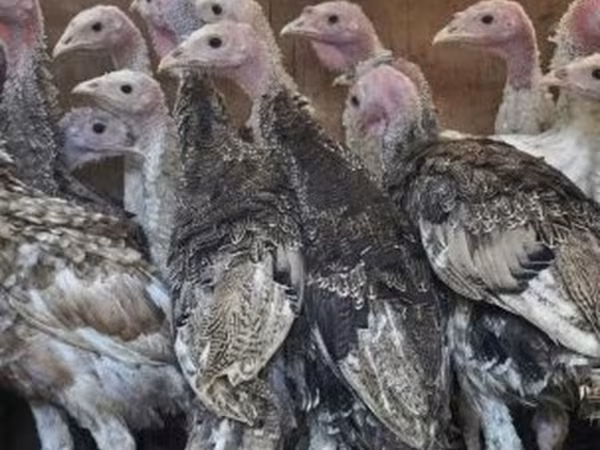 Turkeys