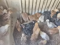 Chickens — الصورة 3