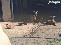 Ziegenbock, Alpine goat — Foto 8
