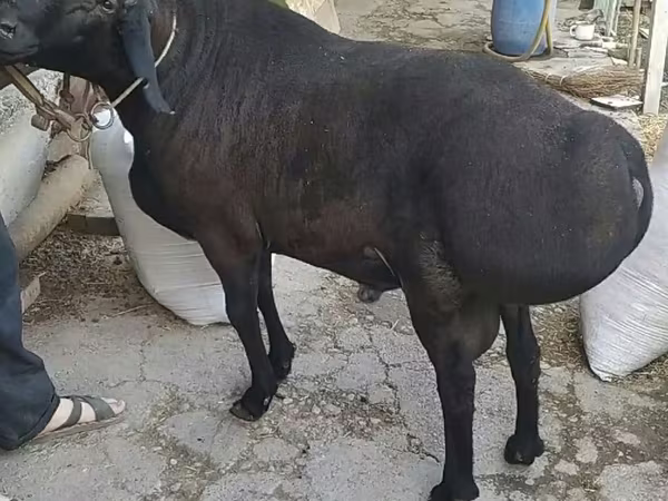 Carneiro, Ovelhas