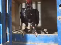 Chickens — fotografija 1