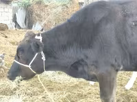 Krava, Swiss cattle — fotografija 2