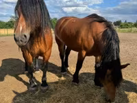 母马, Horses — 照片 2