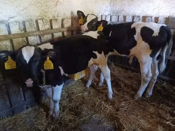 Taureau, Russian Black pied cattle — Hongrie