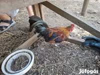 Japanese Bantam — photo 3