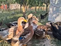 Ducks — fotografija 1