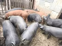 Verro, Cerdos — foto 2