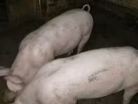 母猪, Pigs — 照片 3