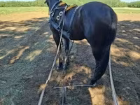 Stute, Nonius horse — Foto 6