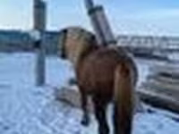 Pastuv, Yakutian horse — fotografija 4