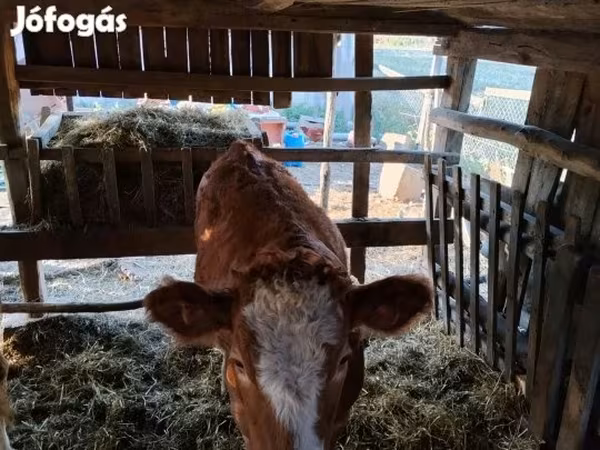 母牛, Simmental cattle