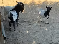 عنزة, Dutch Landrace goats — الصورة 1