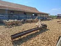 Brebis, Merino sheep — photo 3