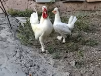 Chickens — fotografija 3