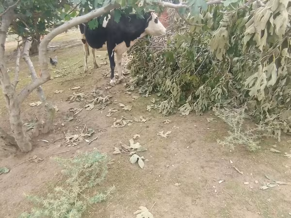 Krowa, Simmental cattle