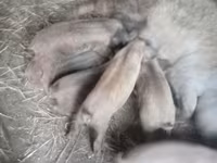 خنزيرة, Мангалица — الصورة 3