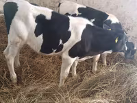 بقرة, Russian Black pied cattle — الصورة 6