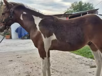حصان, Hungarian horse breed — الصورة 4