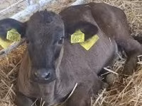 Kuh, Limousin-Kuh — Foto 6