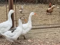Geese — zdjęcie 3