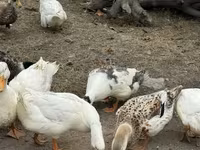 Američki pekin — fotografija 3
