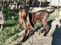 Goat, Kamori goats — photo 4