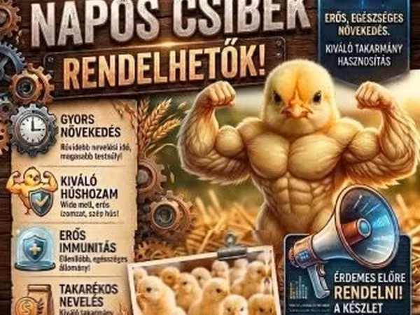 Chickens — Macarıstan