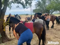 Caballo, Caballos — foto 6
