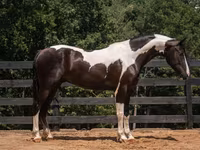 Horse (M), Friesian — photo 2