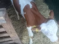 Bik, Simmental cattle — fotografija 5