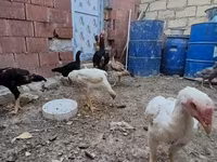 Chickens — fotografija 4