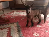 Jarac, Alpine goat — fotografija 2
