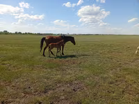 Kobila, Kinsky horse — fotografija 3