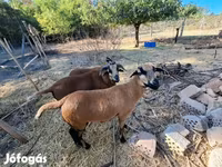 Schaf, Cameroon sheep — Foto 6