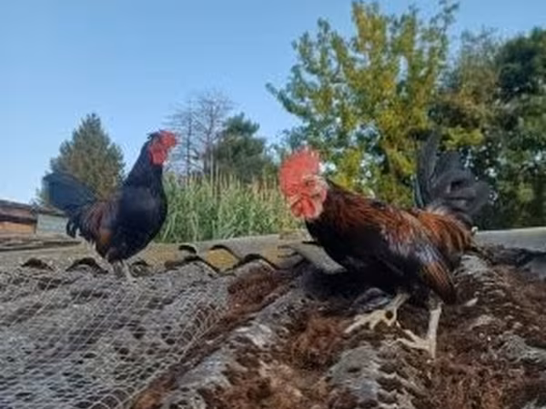 Chickens