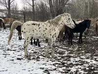 Pastuv, Mugalzhar horse — fotografija 2