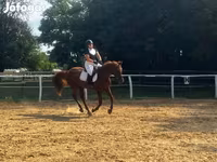 Pastuv, Oldenburg horse — fotografija 4