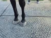فرس, Nonius horse — الصورة 4