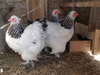 Brahma — foto 2