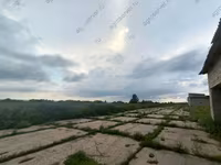 Krava, Bukovinski fabrički tip crveno-šarene ukrajinske krave — fotografija 5