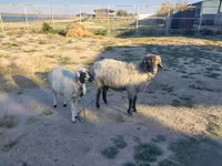 Ovan, Arabi sheep — fotografija 1