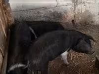 मादा सूअर, सूअर — फ़ोटो 3