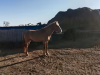 Pastuv, Altai horse — fotografija 3