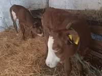 Krowa, Simmental cattle — zdjęcie 1