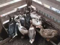 Ducks — fotografija 3