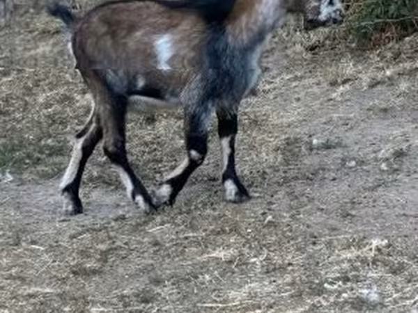 Bode, Cabras — Hungria