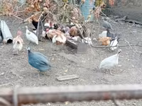 Guinea fowl — foto 1